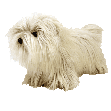 Duster-lhasa apso