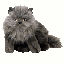Smokey-grey cat